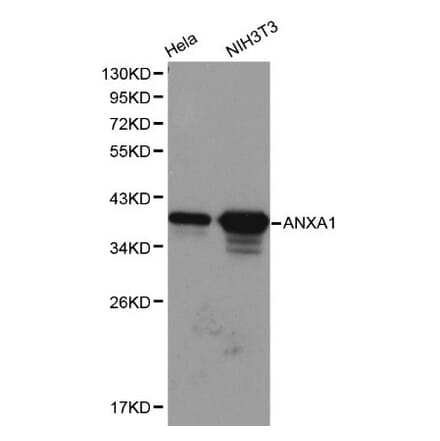 Anti-Annexin I Antibody from Bioworld Technology (BS6070) - Antibodies.com