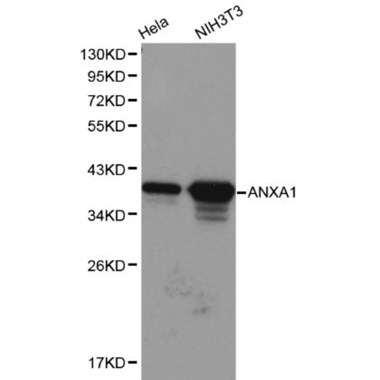Anti-Annexin I Antibody from Bioworld Technology (BS6070) - Antibodies.com