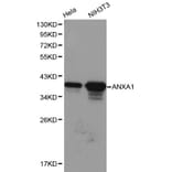 Anti-Annexin I Antibody from Bioworld Technology (BS6070) - Antibodies.com
