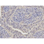 Anti-Annexin I Antibody from Bioworld Technology (BS6070) - Antibodies.com