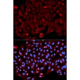 Anti-Annexin I Antibody from Bioworld Technology (BS6070) - Antibodies.com