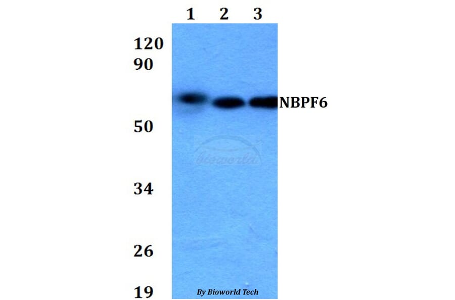 Anti-NBPF6 Antibody from Bioworld Technology (BS60704) - Antibodies.com