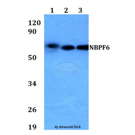 Anti-NBPF6 Antibody from Bioworld Technology (BS60704) - Antibodies.com