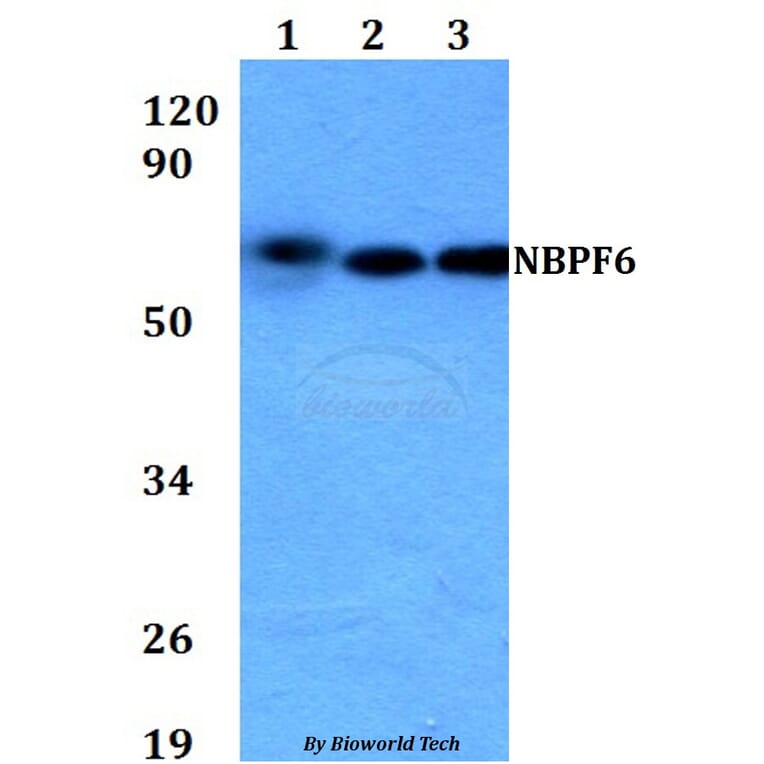 Anti-NBPF6 Antibody from Bioworld Technology (BS60704) - Antibodies.com