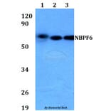 Anti-NBPF6 Antibody from Bioworld Technology (BS60704) - Antibodies.com