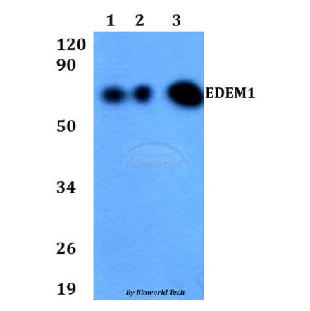 Anti-EDEM1 Antibody from Bioworld Technology (BS60705) - Antibodies.com