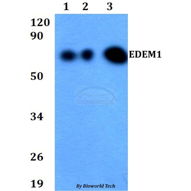 Anti-EDEM1 Antibody from Bioworld Technology (BS60705) - Antibodies.com