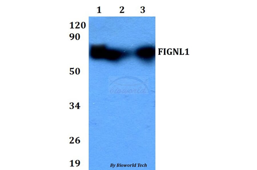 Anti-FIGNL1 Antibody from Bioworld Technology (BS60706) - Antibodies.com