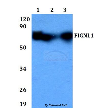 Anti-FIGNL1 Antibody from Bioworld Technology (BS60706) - Antibodies.com