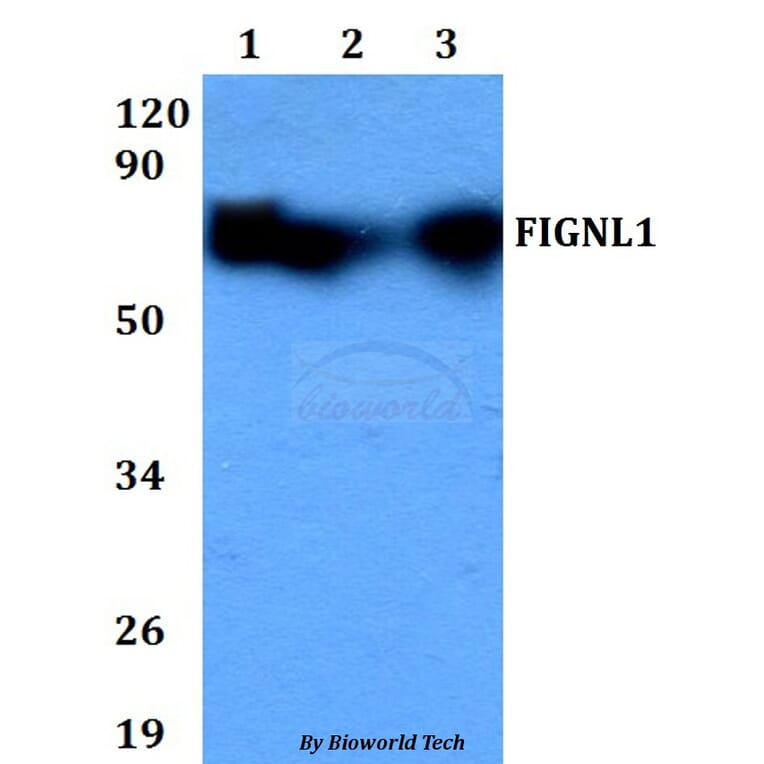 Anti-FIGNL1 Antibody from Bioworld Technology (BS60706) - Antibodies.com
