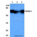 Anti-FIGNL1 Antibody from Bioworld Technology (BS60706) - Antibodies.com
