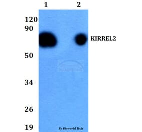 Anti-KIRREL2 Antibody from Bioworld Technology (BS60707) - Antibodies.com