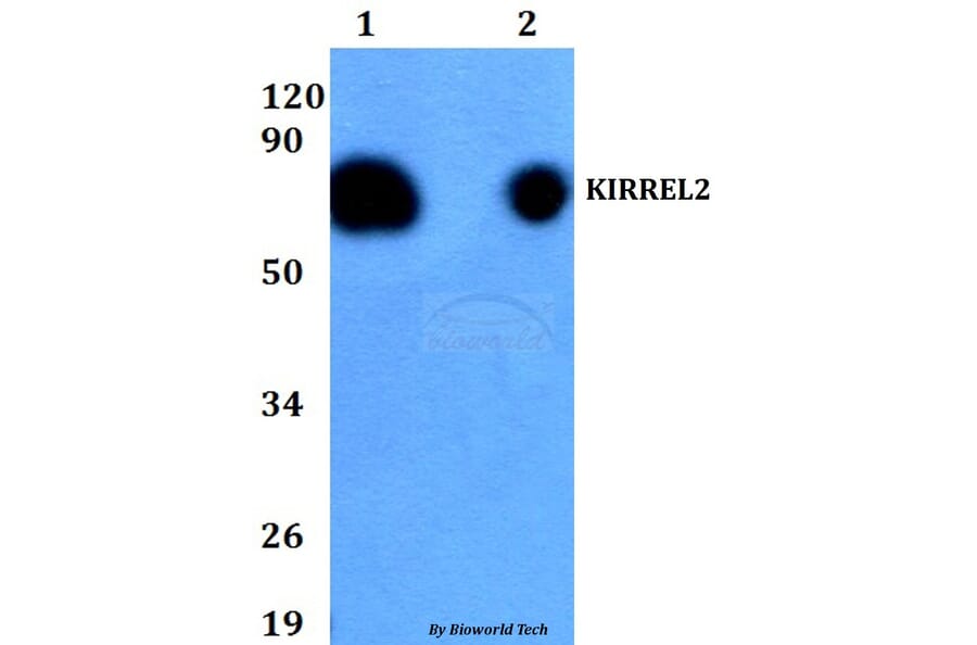 Anti-KIRREL2 Antibody from Bioworld Technology (BS60707) - Antibodies.com