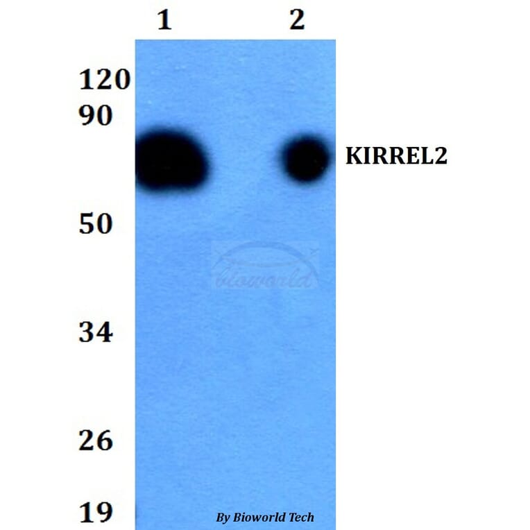 Anti-KIRREL2 Antibody from Bioworld Technology (BS60707) - Antibodies.com