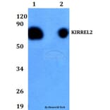 Anti-KIRREL2 Antibody from Bioworld Technology (BS60707) - Antibodies.com
