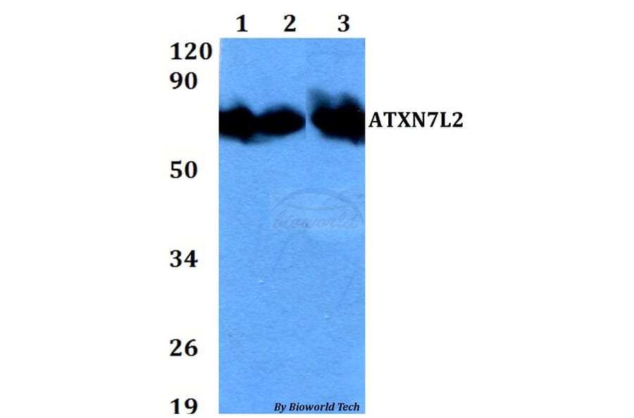 Anti-ATXN7L2 Antibody from Bioworld Technology (BS60708) - Antibodies.com