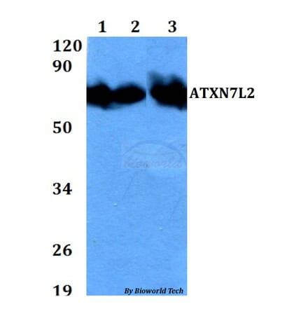 Anti-ATXN7L2 Antibody from Bioworld Technology (BS60708) - Antibodies.com