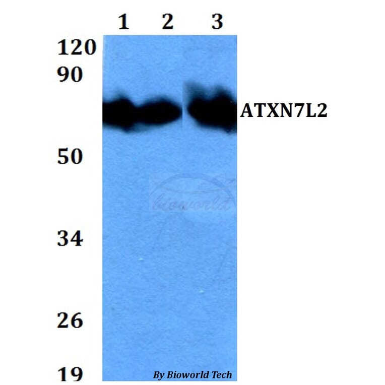 Anti-ATXN7L2 Antibody from Bioworld Technology (BS60708) - Antibodies.com