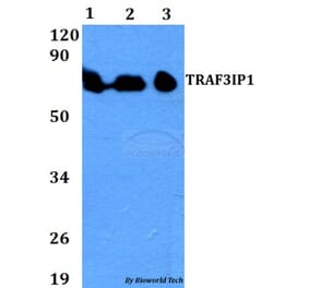 Anti-TRAF3IP1 Antibody from Bioworld Technology (BS60709) - Antibodies.com