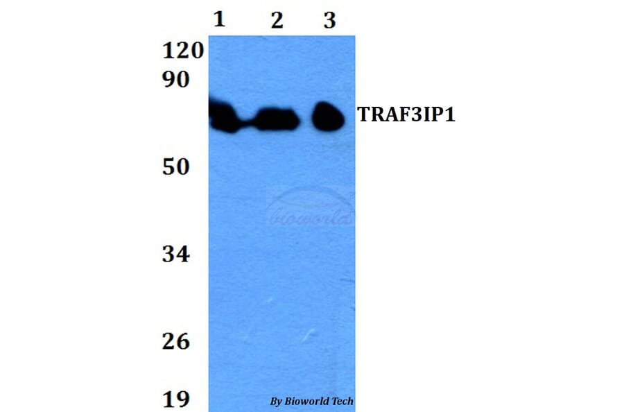 Anti-TRAF3IP1 Antibody from Bioworld Technology (BS60709) - Antibodies.com