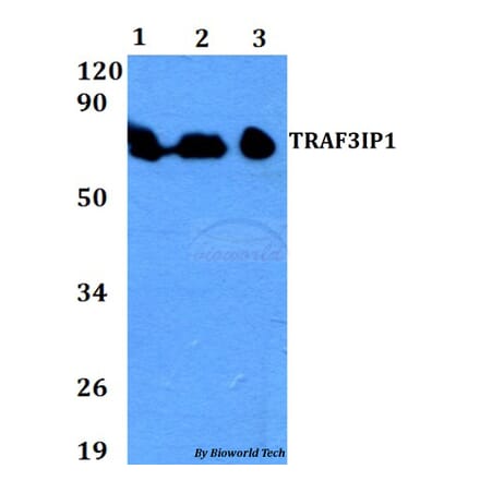 Anti-TRAF3IP1 Antibody from Bioworld Technology (BS60709) - Antibodies.com