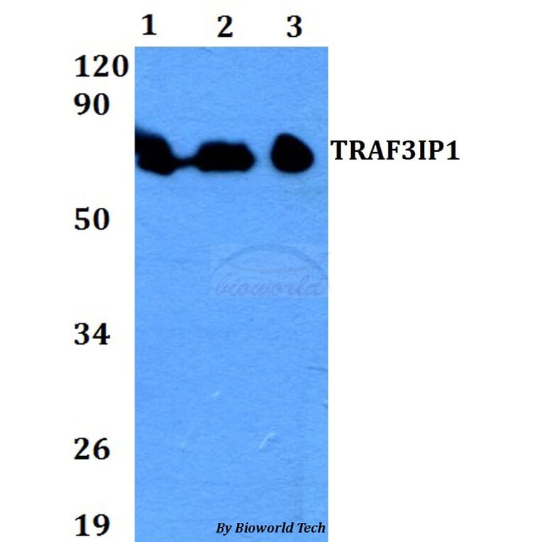 Anti-TRAF3IP1 Antibody from Bioworld Technology (BS60709) - Antibodies.com