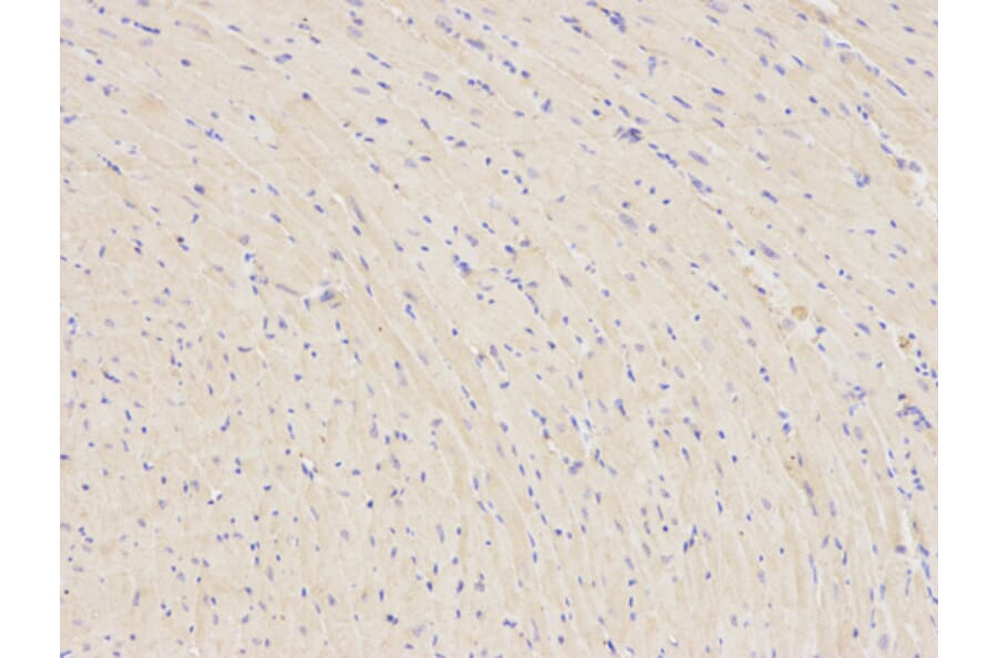 Anti-PARK2 Antibody from Bioworld Technology (BS6071) - Antibodies.com