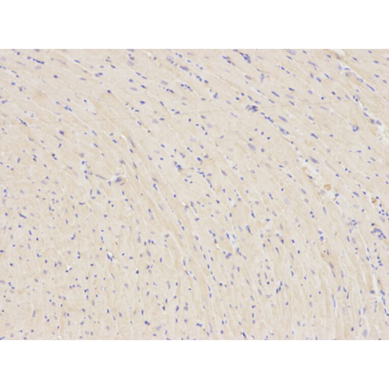Anti-PARK2 Antibody from Bioworld Technology (BS6071) - Antibodies.com