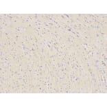 Anti-PARK2 Antibody from Bioworld Technology (BS6071) - Antibodies.com