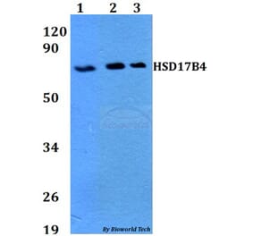 Anti-HSD17B4 Antibody from Bioworld Technology (BS60710) - Antibodies.com