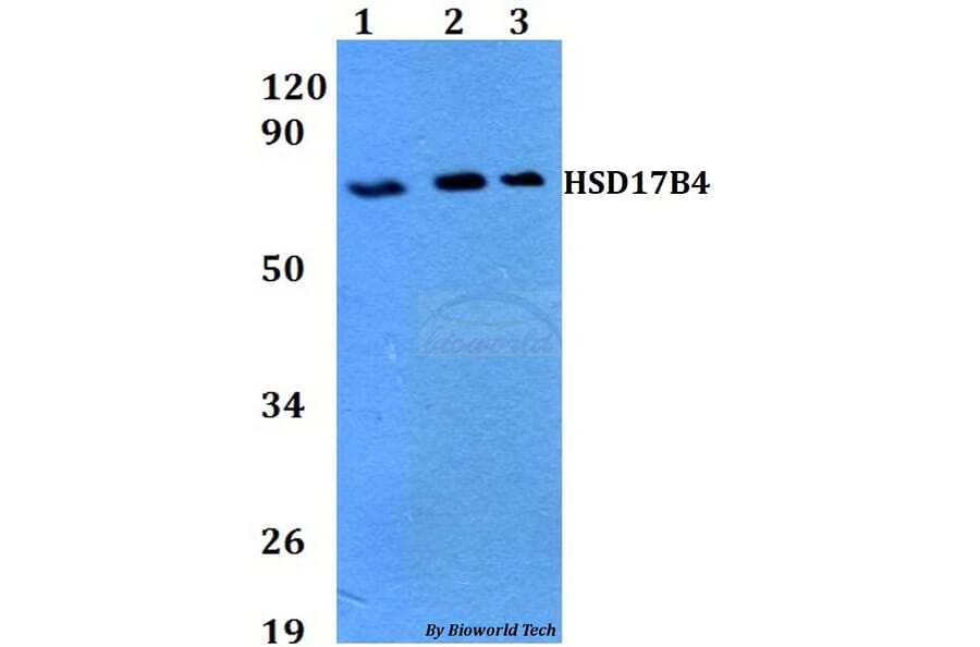 Anti-HSD17B4 Antibody from Bioworld Technology (BS60710) - Antibodies.com