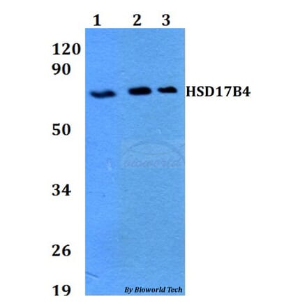 Anti-HSD17B4 Antibody from Bioworld Technology (BS60710) - Antibodies.com