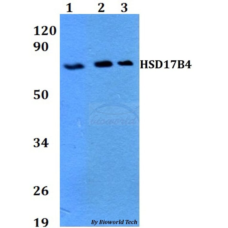 Anti-HSD17B4 Antibody from Bioworld Technology (BS60710) - Antibodies.com