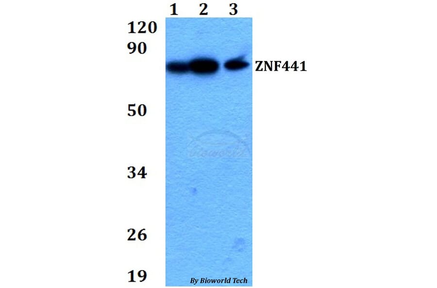 Anti-ZNF441 Antibody from Bioworld Technology (BS60712) - Antibodies.com