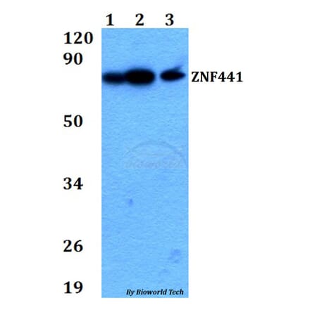 Anti-ZNF441 Antibody from Bioworld Technology (BS60712) - Antibodies.com