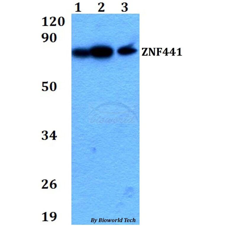 Anti-ZNF441 Antibody from Bioworld Technology (BS60712) - Antibodies.com