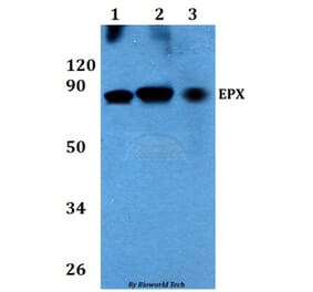 Anti-EPX Antibody from Bioworld Technology (BS60713) - Antibodies.com