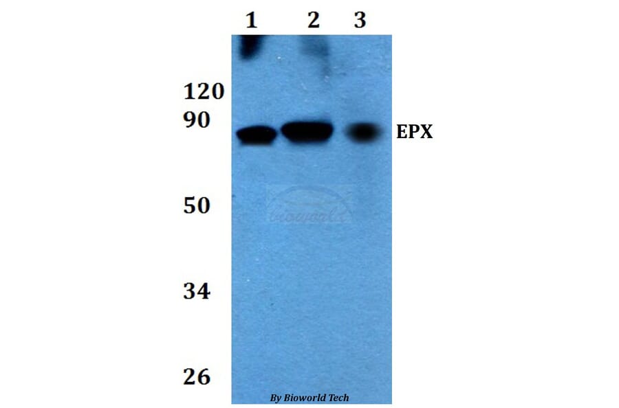 Anti-EPX Antibody from Bioworld Technology (BS60713) - Antibodies.com