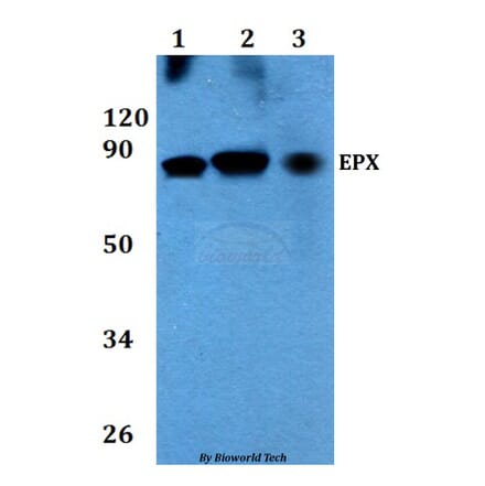 Anti-EPX Antibody from Bioworld Technology (BS60713) - Antibodies.com