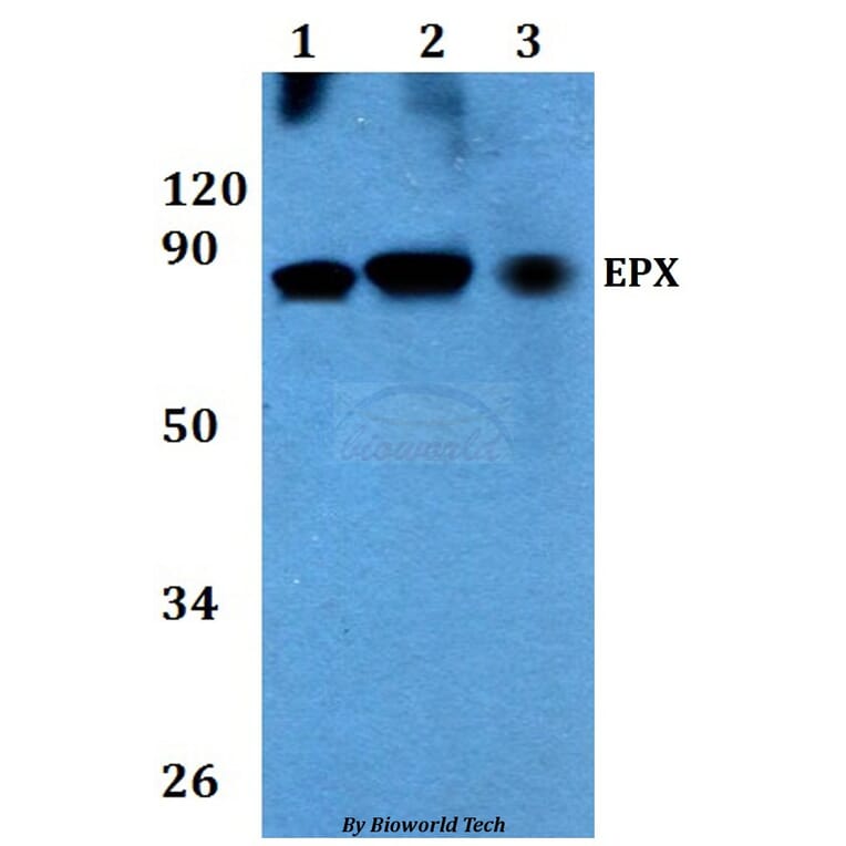 Anti-EPX Antibody from Bioworld Technology (BS60713) - Antibodies.com