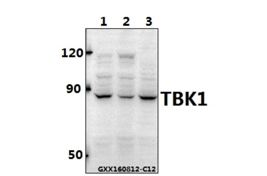 Anti-TBK1 Antibody from Bioworld Technology (BS60714) - Antibodies.com
