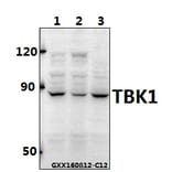 Anti-TBK1 Antibody from Bioworld Technology (BS60714) - Antibodies.com