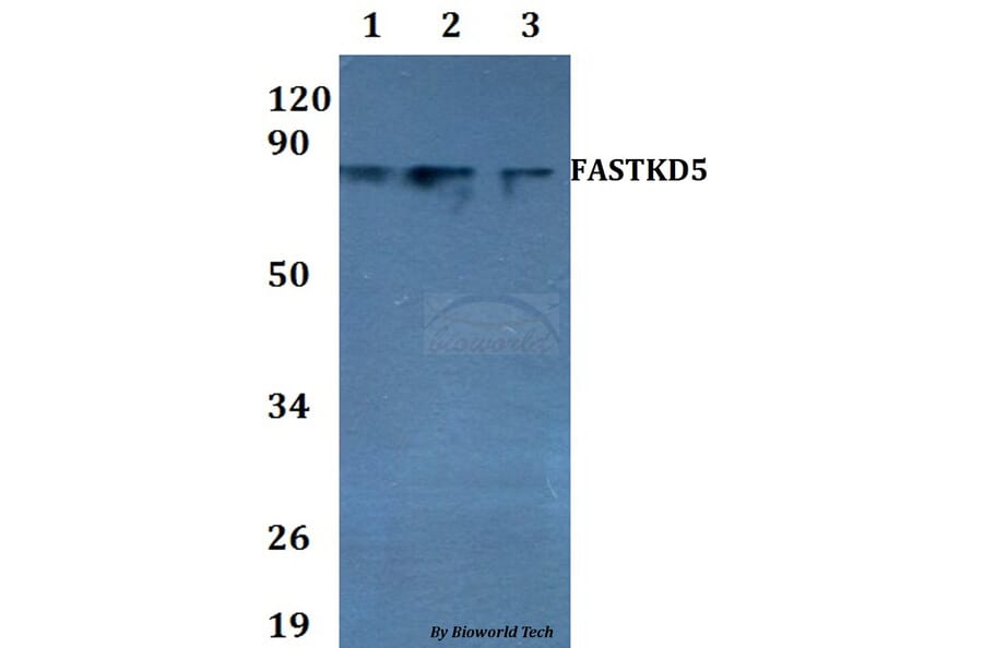 Anti-FASTKD5 Antibody from Bioworld Technology (BS60718) - Antibodies.com