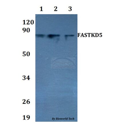 Anti-FASTKD5 Antibody from Bioworld Technology (BS60718) - Antibodies.com