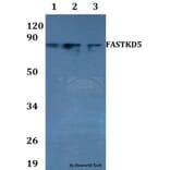 Anti-FASTKD5 Antibody from Bioworld Technology (BS60718) - Antibodies.com