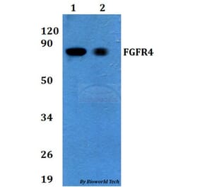Anti-FGFR4 Antibody from Bioworld Technology (BS60719) - Antibodies.com