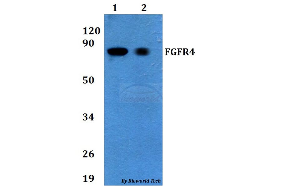 Anti-FGFR4 Antibody from Bioworld Technology (BS60719) - Antibodies.com