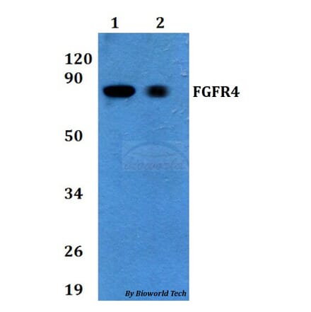 Anti-FGFR4 Antibody from Bioworld Technology (BS60719) - Antibodies.com