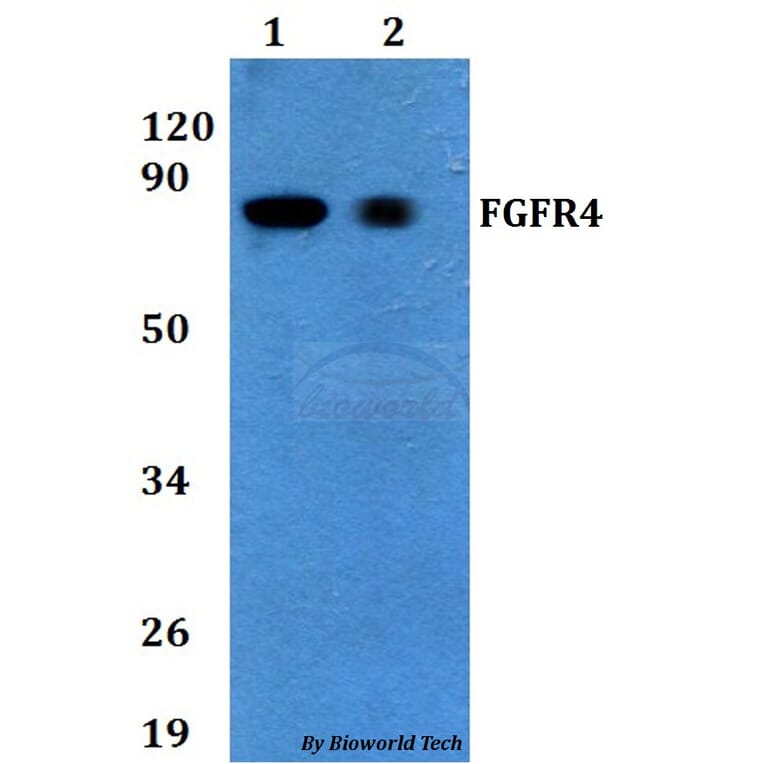 Anti-FGFR4 Antibody from Bioworld Technology (BS60719) - Antibodies.com