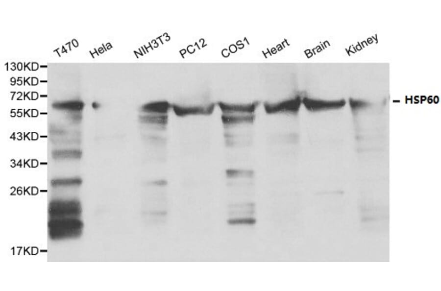 Anti-HSP60 Antibody from Bioworld Technology (BS6072) - Antibodies.com